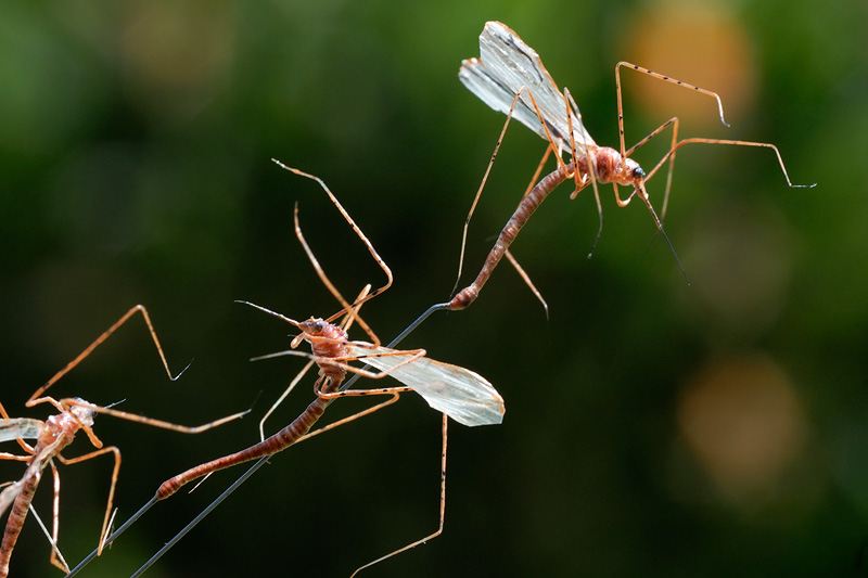 daddy long legs created on fine music wire, to allow for filming in flight