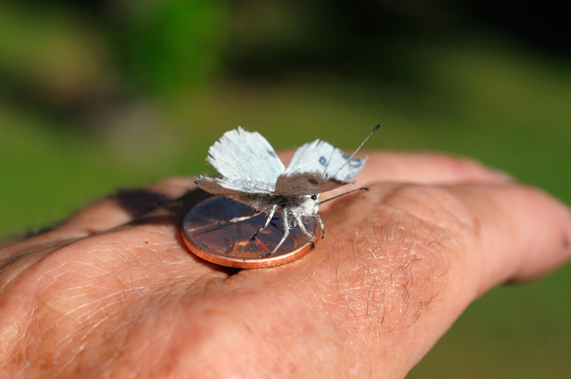 small realistic white moth replica