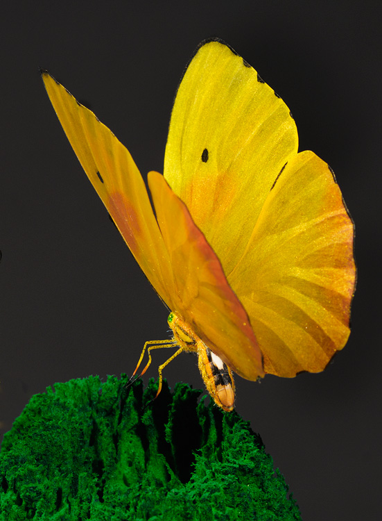 Yellow and orange detailed butterfly replica with glowing wings