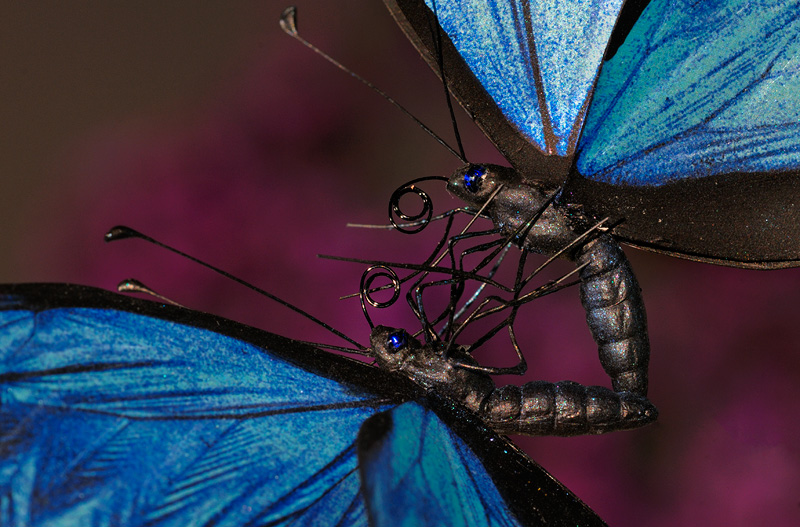 amazingly detailed blue butterflies dancing in air