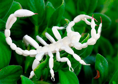 Albino scorpion, ready for custom coloring