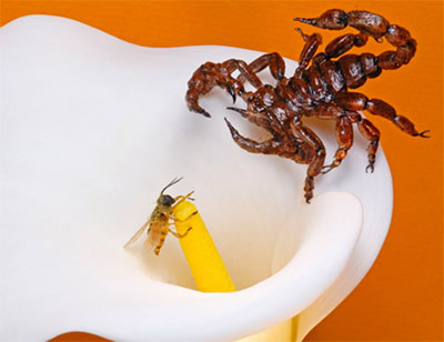 realistic scorpion and a realistic bee
