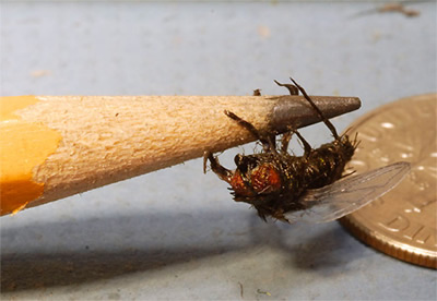 replica housefly on a pencil tip