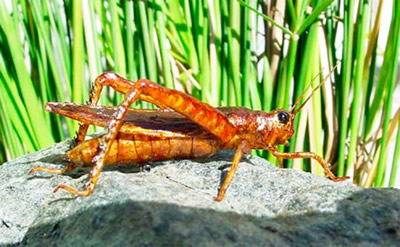 realistic fake grasshopper