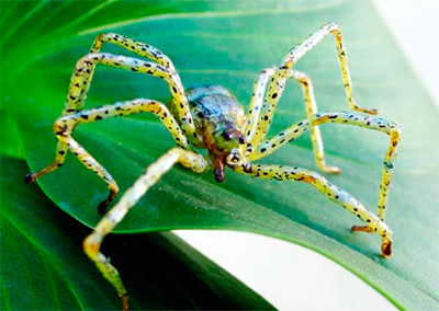 realistic green garden spider