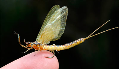 realistic hex mayfly