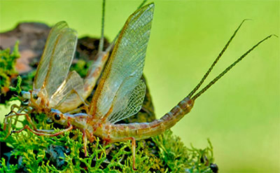 Super realistic adult mayfly