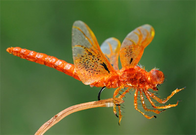 Replica orange dragonfly