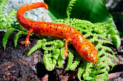 Red salamander replica