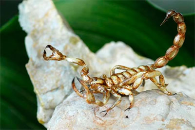 realistic fake scorpion replica