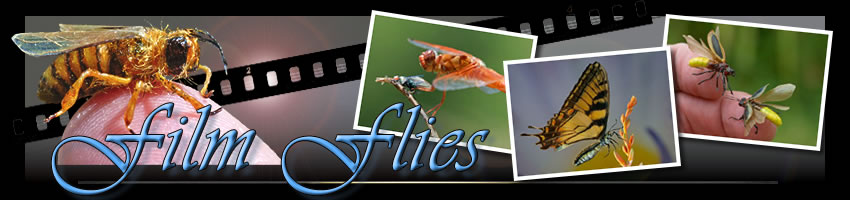 Film Flies & Shutterbugs