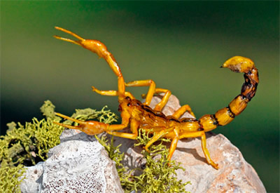 life-size realistic Scorpion available for rent, created by Leif Ortenholm of Sweden