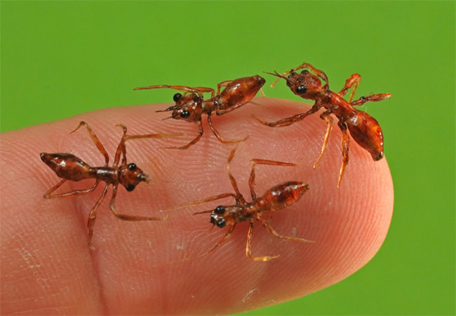 Realistic life-size ants