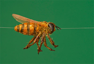 realistic bee with Optional internal 1mm hollow brass tube, for filming bugs in flight, sliding down a wire