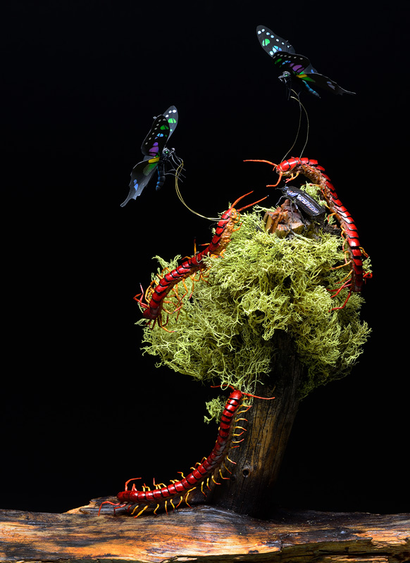 Insect Art- red centipedes with rainbow butterflies and a brown beetle