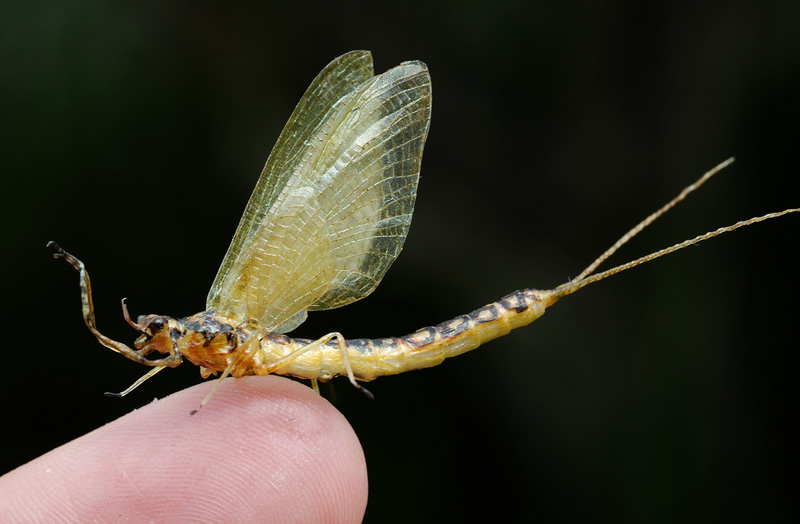 Super realistic mayfly on my finger