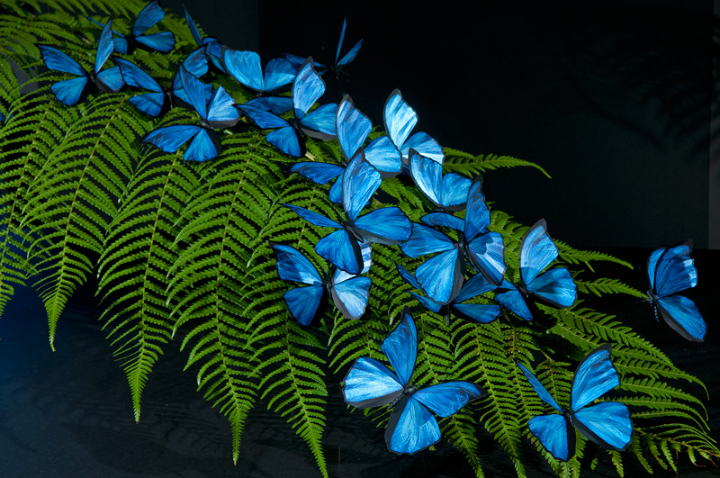 realistic beautiful Blue Morpho butterfly replicas