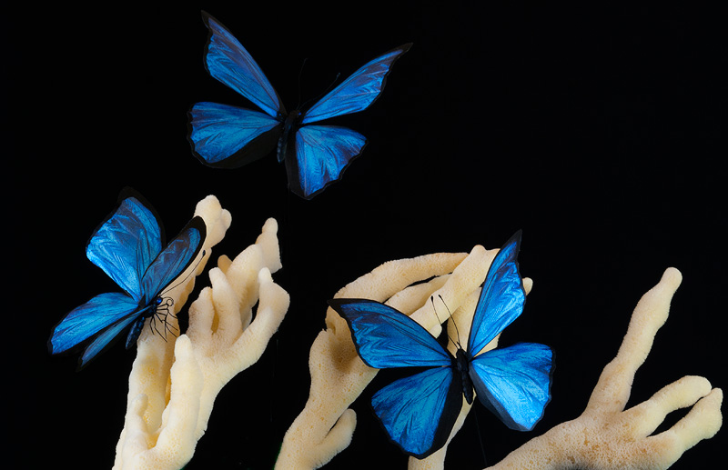 Gorgeous realistic Blue Morpho butterfly replicas in flight