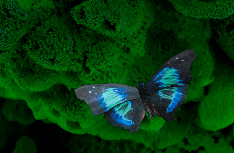 Cherub Butterfly replica