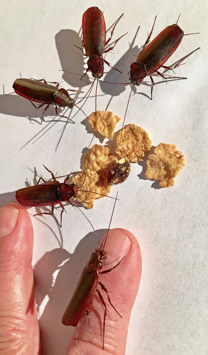 Realistic life size cockroach replica props