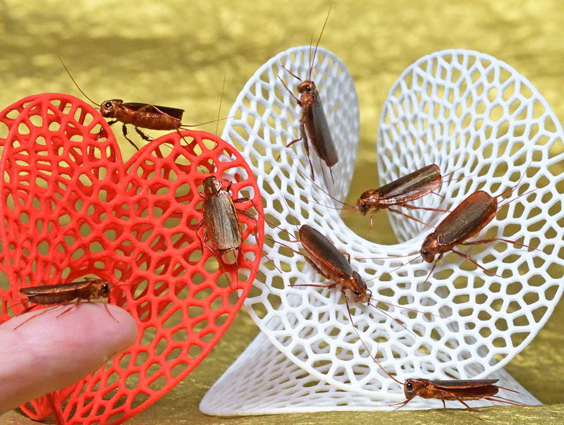 Cockroach props hand made extraordinary fine detail and realism