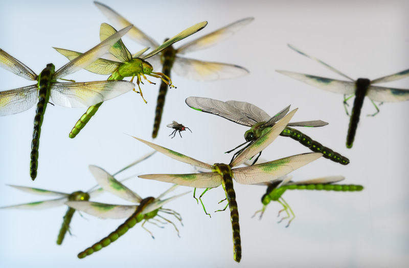 realistic green dragonflies chasing a housefly