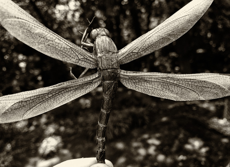 detailed realistic fake dragonfly wings
