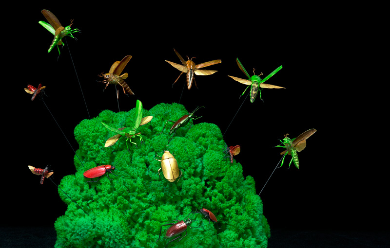 artificial Flying Beetle props