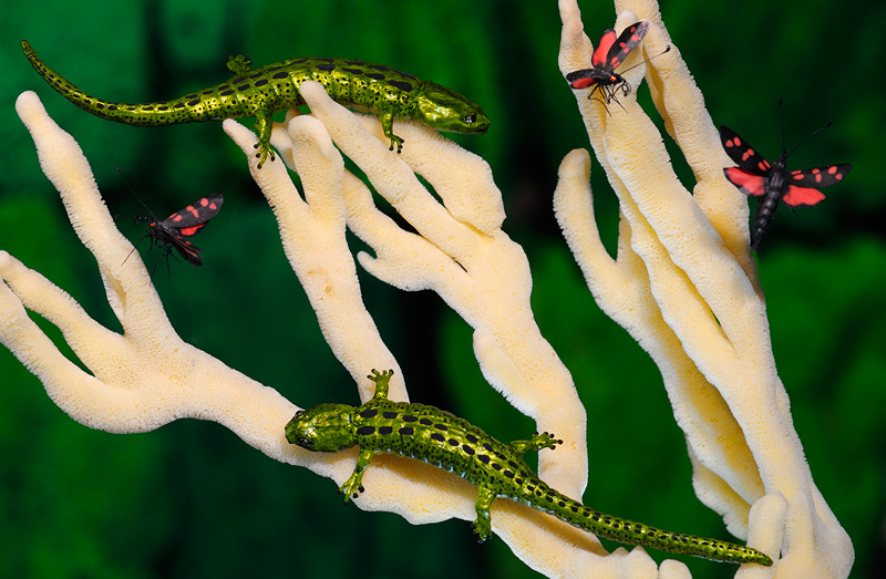 realistic fake green salamander replicas
