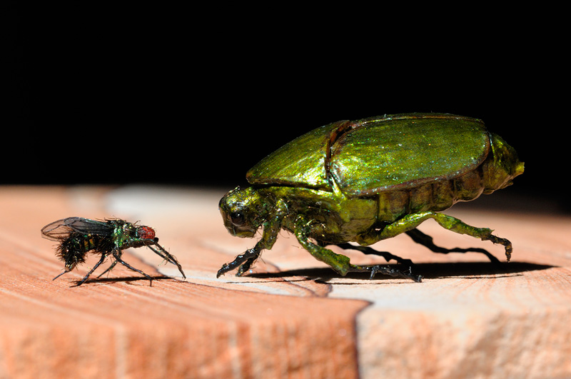 realistic life size iridescent green beetles and housefly