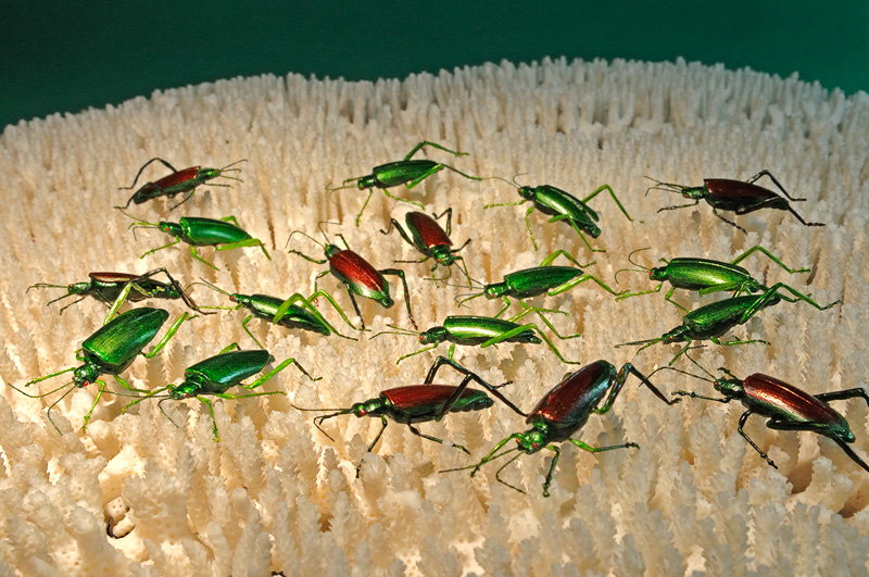 Iridescent realistic green beetle replicas