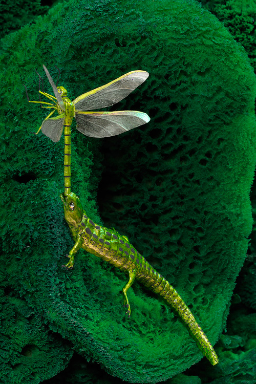 realistic green salamander replica with a beautiful green dragonfly