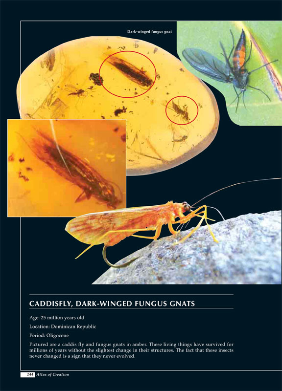 Caddis Fly published in The Atlas of Creation