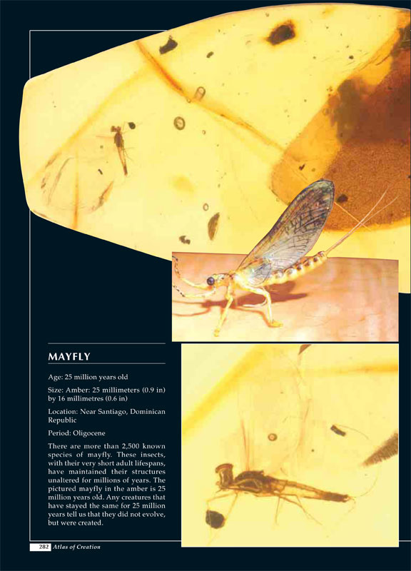 Mayfly published in The Atlas of Creation